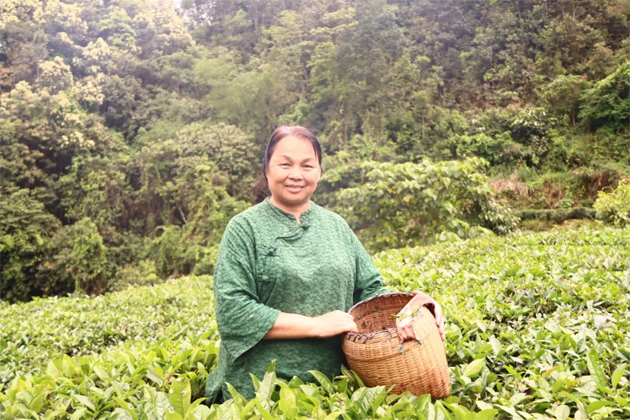 【楷模風(fēng)采】2023年廣西工匠譚愛(ài)云：讓“老六堡”煥發(fā)新生命的茶鄉(xiāng)“守藝人”