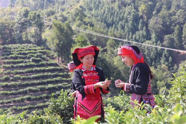 【勞模風(fēng)采】“六堡葉子”托起瑤鄉(xiāng)振興夢——記全國勞動(dòng)模范祝雪蘭