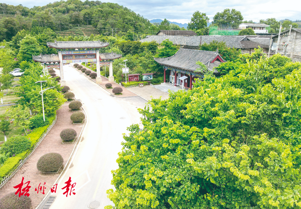 梧州全市生態(tài)茶園面積達(dá)33.34萬(wàn)畝！