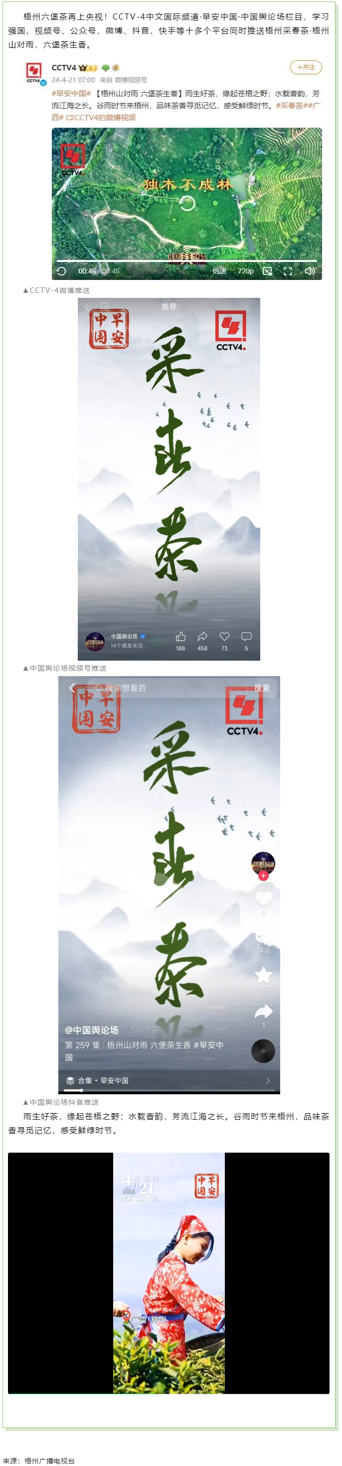 央視、學(xué)習(xí)強(qiáng)國(guó)等十多個(gè)平臺(tái)同時(shí)推送梧州采春茶·梧州六堡茶.png