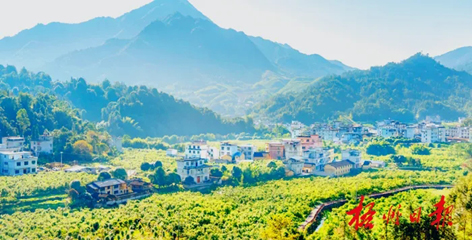 排名全國第13名！“梧州六堡茶”品牌價(jià)值實(shí)現(xiàn)新突破